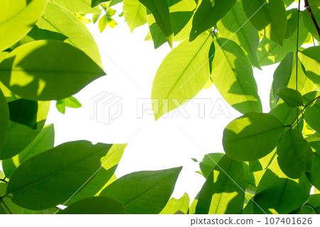 Green leaves with sun on white background Green leaves with sun on white background 107401626