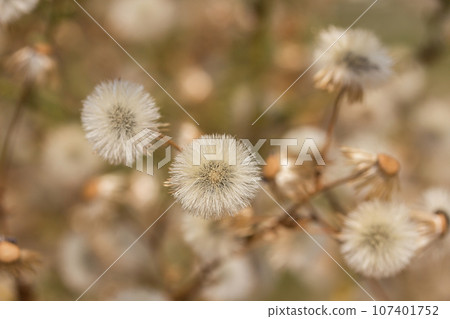 Dandelion fluff in the meadow 107401752