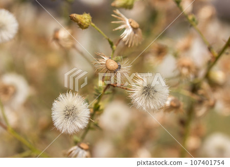 Dandelion fluff in the meadow Dandelion fluff in the meadow 107401754