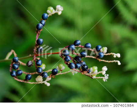 Flowers and fruits of Aedes japonica Flowers and fruits of Aedes japonica 107401984