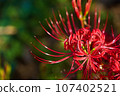 red spider lily 107402521