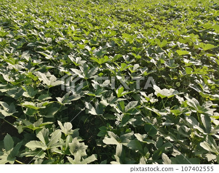 Okra cultivation example 107402555