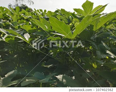 Okra cultivation example Okra cultivation example 107402562