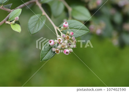 Black-berried cotoneaster Black-berried cotoneaster 107402590