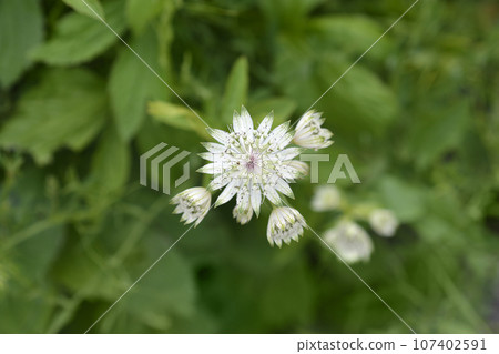 Carnic masterwort 107402591