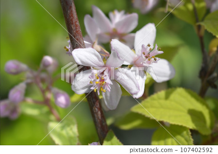 Deutzia Mont Rose Deutzia Mont Rose 107402592