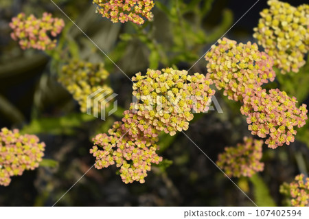 Milly Rock Yellow Terracotta Yarrow 107402594