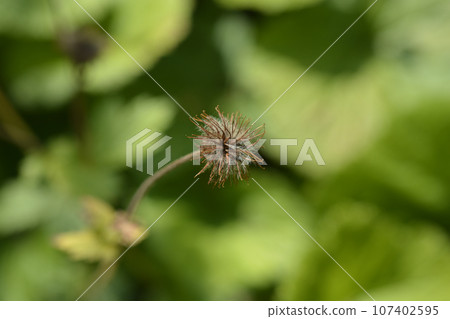 Dwarf orange avens 107402595