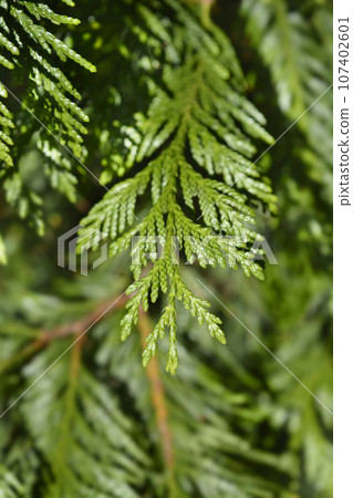 Western Red Cedar Western Red Cedar 107402601
