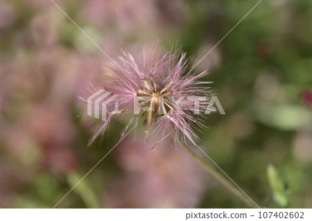 Spreading fleabane Spreading fleabane 107402602