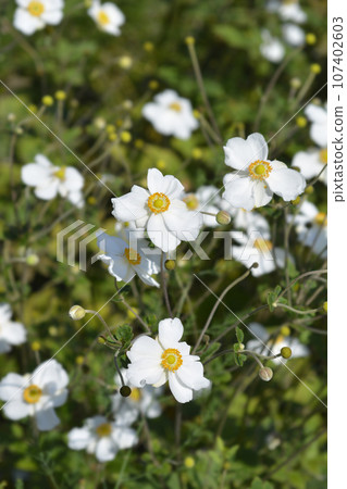 Japanese anemone Japanese anemone 107402603
