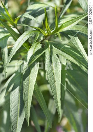 Kangaroo apple Kangaroo apple 107402604