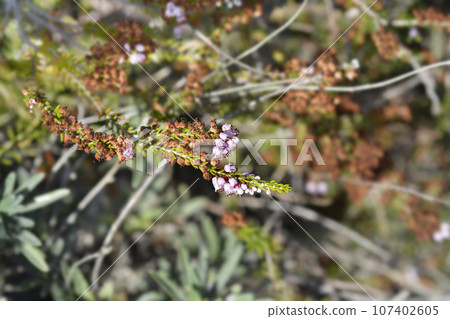 Autumn heather Autumn heather 107402605