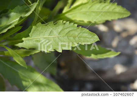 Sticky aster 107402607
