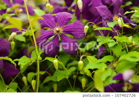 Purple clematis in the garden close-up as a background Purple clematis in the garden close-up as a background 107402726