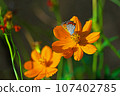 Cosmos and Butterflies 107402785