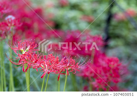 Funaoka Castle Ruins Park in autumn, Higanbana in full bloom, Shibata Manjusha Festival, Shibata Town, Miyagi Prefecture 107403051