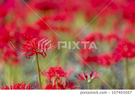 秋日的船岡城址公園、彼岸花盛開、宮城縣柴田町柴田文殊車祭 107403087