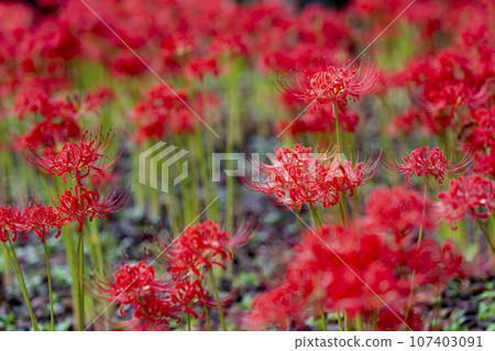 Funaoka Castle Ruins Park in autumn, Higanbana in full bloom, Shibata Manjusha Festival, Shibata Town, Miyagi Prefecture 107403091