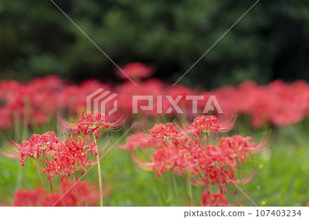 Funaoka Castle Ruins Park in autumn, Higanbana in full bloom, Shibata Manjusha Festival, Shibata Town, Miyagi Prefecture Funaoka Castle Ruins Park in autumn, Higanbana in full bloom, Shibata Manjusha Festival, Shibata Town, Miyagi Prefecture 107403234