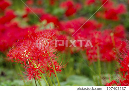 Funaoka Castle Ruins Park in autumn, Higanbana in full bloom, Shibata Manjusha Festival, Shibata Town, Miyagi Prefecture Funaoka Castle Ruins Park in autumn, Higanbana in full bloom, Shibata Manjusha Festival, Shibata Town, Miyagi Prefecture 107403287