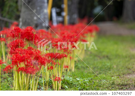 Funaoka Castle Ruins Park in autumn, Higanbana in full bloom, Shibata Manjusha Festival, Shibata Town, Miyagi Prefecture Funaoka Castle Ruins Park in autumn, Higanbana in full bloom, Shibata Manjusha Festival, Shibata Town, Miyagi Prefecture 107403297