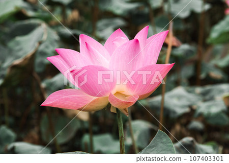 Nelumbo nucifera pink in nature Nelumbo nucifera pink in nature 107403301