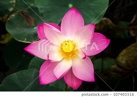 Nelumbo nucifera pink in nature Nelumbo nucifera pink in nature 107403318