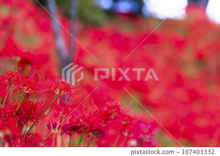 秋日的船岡城址公園、彼岸花盛開、宮城縣柴田町柴田文殊車祭 秋日的船岡城址公園、彼岸花盛開、宮城縣柴田町柴田文殊車祭 107403332