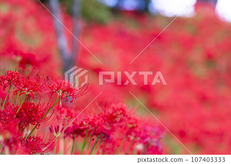 秋日的船岡城址公園、彼岸花盛開、宮城縣柴田町柴田文殊車祭 107403333