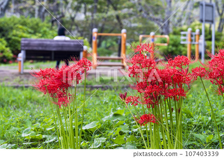 Funaoka Castle Ruins Park in autumn, Higanbana in full bloom, Shibata Manjusha Festival, Shibata Town, Miyagi Prefecture 107403339