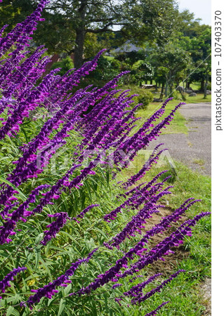 Amethyst Sage (Mexican Sage) Amethyst Sage (Mexican Sage) 107403370