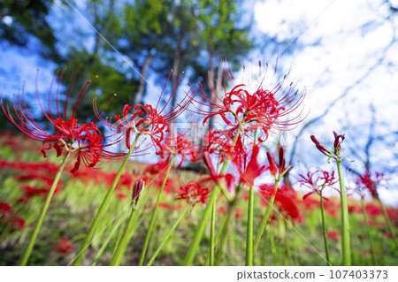 秋日的船岡城址公園、彼岸花盛開、宮城縣柴田町柴田文殊車祭 107403373