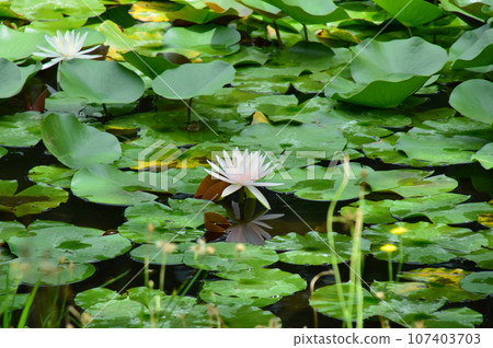 白浪百合花 107403703