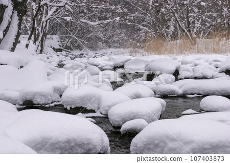 Yukimi Daifuku appears in Kameda River in winter Yukimi Daifuku appears in Kameda River in winter 107403873