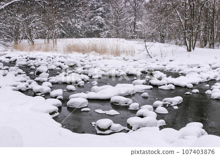 Yukimi Daifuku appears in Kameda River in winter Yukimi Daifuku appears in Kameda River in winter 107403876