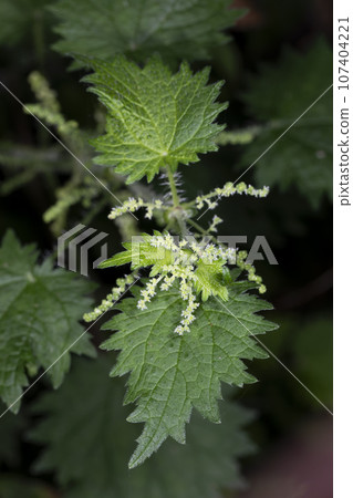 蕁麻 107404221
