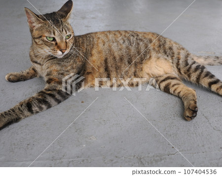 Cat resting in the shade Cat resting in the shade 107404536