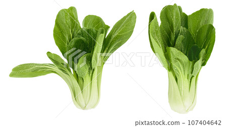 Fresh pak choi cabbage isolated on white background with full depth of field 107404642