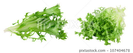 Fresh green leaves of endive frisee chicory salad isolated on white background with full depth of field. Top view. Flat lay 107404678