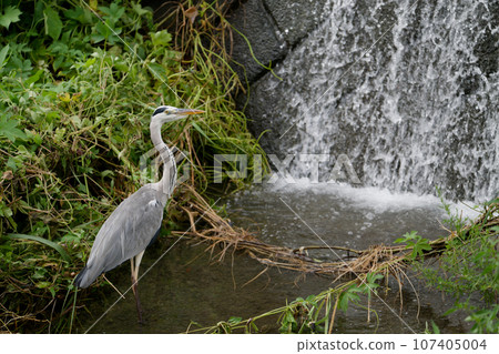 Gray heron Gray heron 107405004
