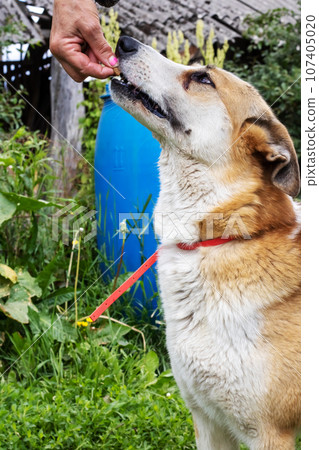 A dog takes a treat from a person's hand 107405020