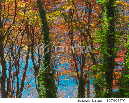 [Hakone Town, Kanagawa Prefecture, November 2022] Vibrant autumn leaves on the shores of Lake Ashi, Hakone, natural scenery 107405791