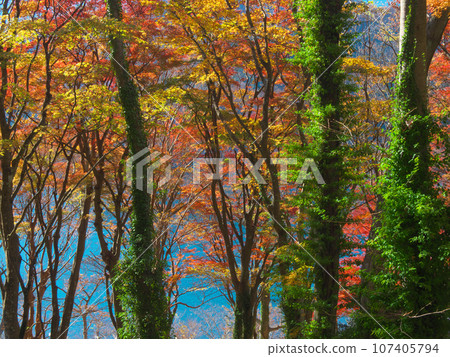 [Hakone Town, Kanagawa Prefecture, November 2022] Vibrant autumn leaves on the shores of Lake Ashi, Hakone, natural scenery 107405794