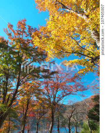 [神奈川縣箱根町，2022年11月]箱根蘆之湖畔的秋葉生機勃勃，自然風光 107405807