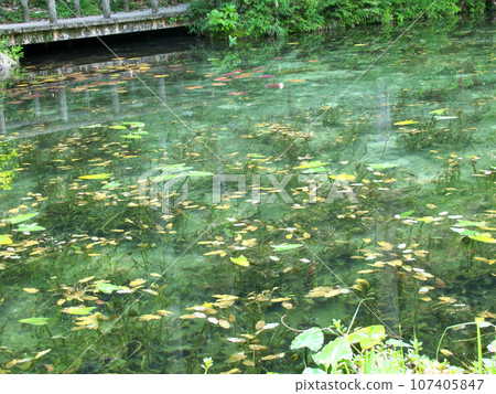 Trees reflected in Monet's pond 107405847
