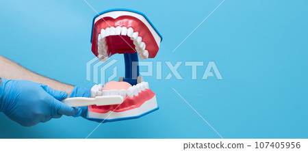 Dentist's hand in a blue glove holds a model of a jaw, an example of brushing teeth 107405956
