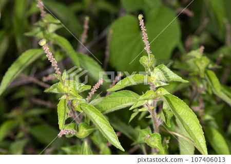 Enokidusa 107406013