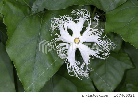 花椰菜花 花椰菜花 107406021