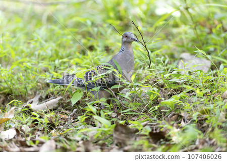 斑鳩 斑鳩 107406026